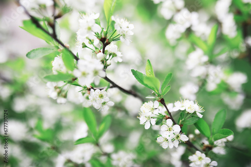 White flowers on a green bush. The white rose is blooming. Spring cherry apple blossom.