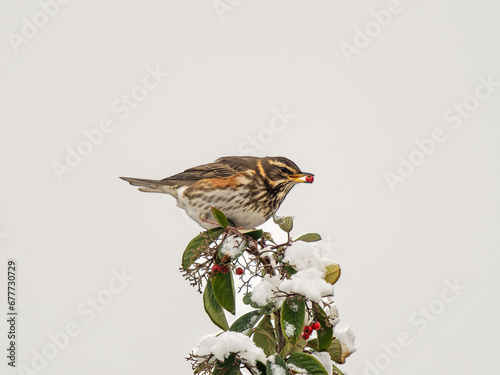 Redwing Eating Berries in a  Rowan Tree photo