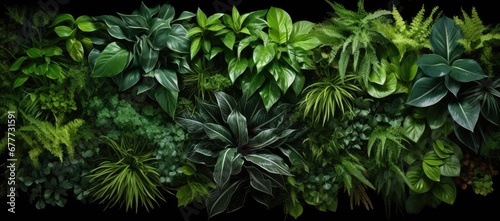  a group of different types of plants on a black background with a black background and a black background with a black border. photo