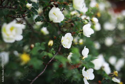White flowers on a green bush. Spring cherry apple blossom. The white rose is blooming.