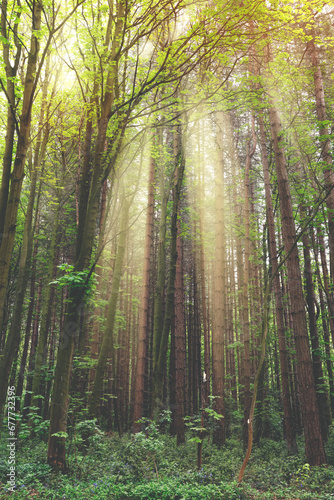 Fototapeta Naklejka Na Ścianę i Meble -  tall pine trees in a forest in south Yorkshire
