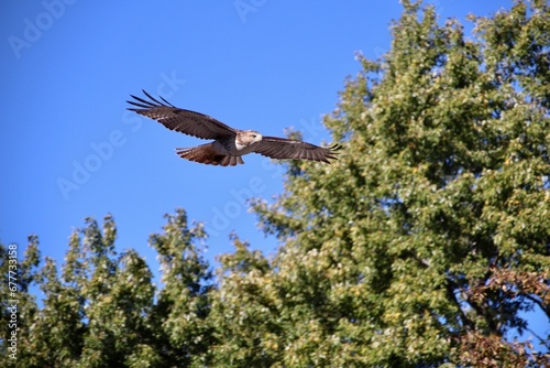 Hawk taking flight