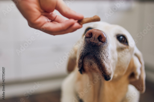 Man with his obedient dog at home. Cute labrador retriever looking up at his pet owner hand giving him cookie as reward. Selective focus on snout.. photo