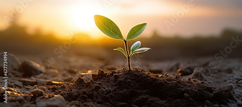  a young plant sprouts from the ground in front of the setting sun in a field of dirt and rocks.