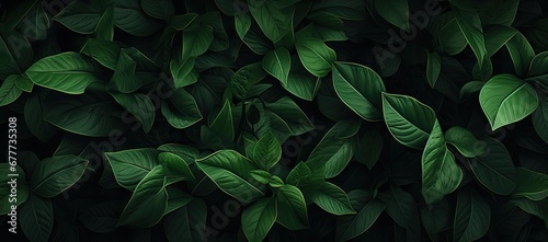  a close up of a bunch of green leaves on a black background with green leaves on the top of the leaves. © Jevjenijs