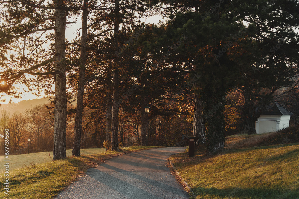 small outdoor path with trees and sunrise small outdoor path with trees and sunrise