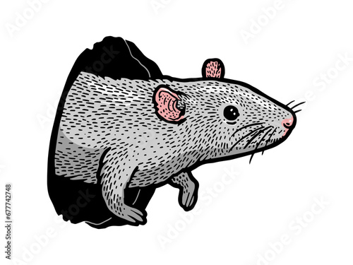 mouse rat peeps out of hole sketch hand drawn color engraving vector illustration. T-shirt apparel print design. Scratch board imitation. Black and white hand drawn image.