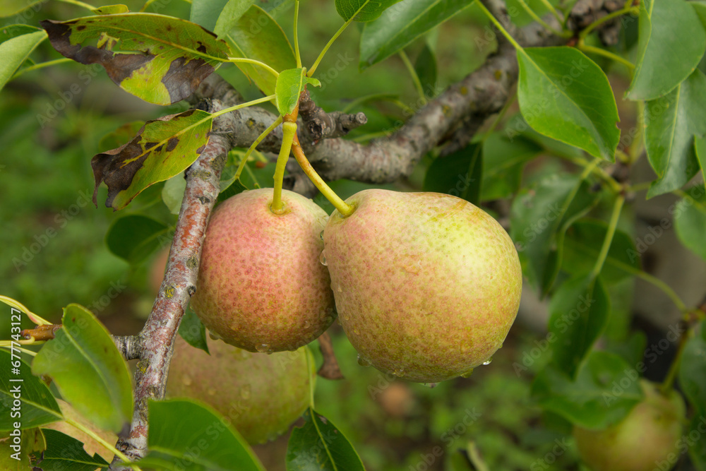 Obraz premium Ripe pear fruits on a tree.