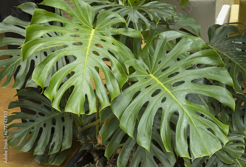 Feuillage du Philodendron Monstera