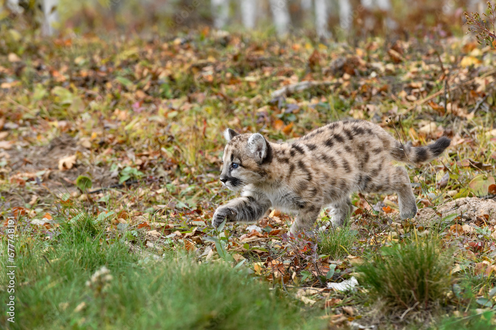 Cougar Kitten (Puma concolor) Walks Left Paw Up Intent Autumn Cougar Kitten (Puma concolor) Walks Left Paw Up Intent Autumn
