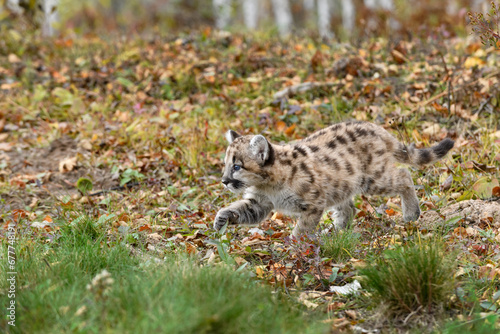 Cougar Kitten (Puma concolor) Walks Left Paw Up Intent Autumn © geoffkuchera