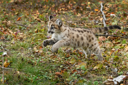 Cougar Kitten (Puma concolor) Jumps Left Across Forest Floor Autumn © geoffkuchera