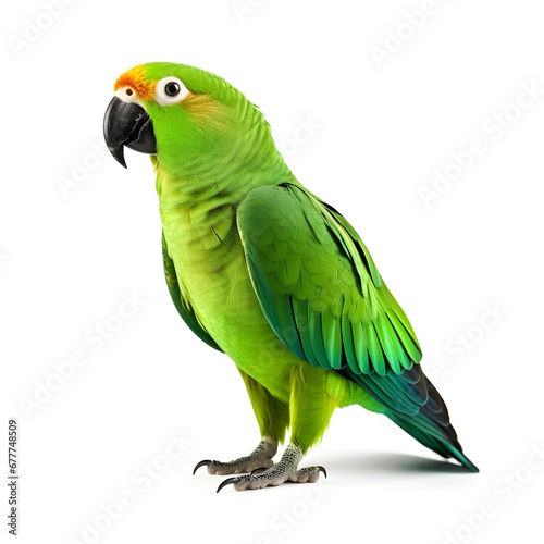 Green macaw ara ararauna