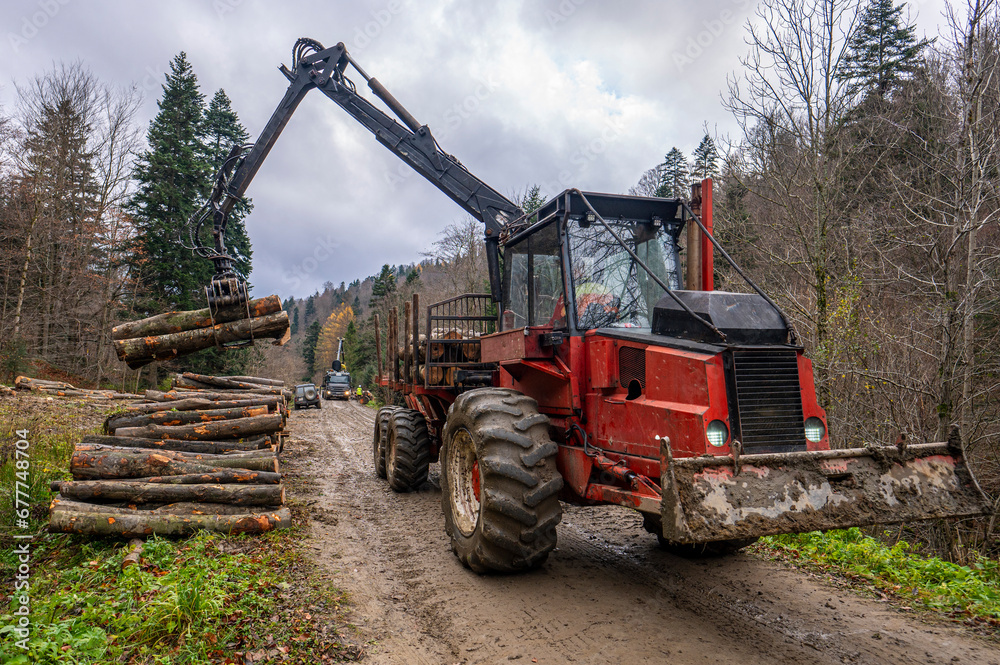 Fototapeta premium Specialized tractor forwarder folding wood in the forest. The Carpathians, Poland.