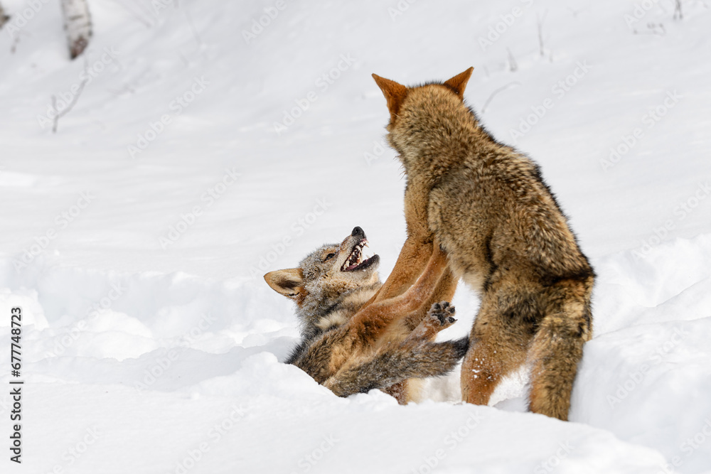 Coyotes (Canis latrans) Pins Packmate to Ground Winter