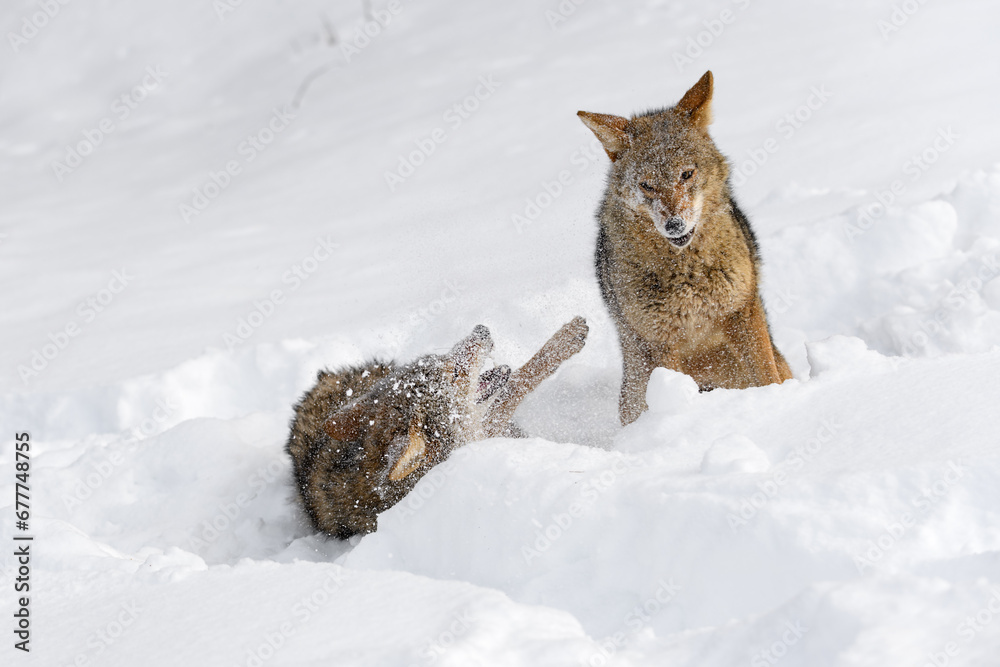 Coyotes (Canis latrans) Kick up Snow During Conflict Winter