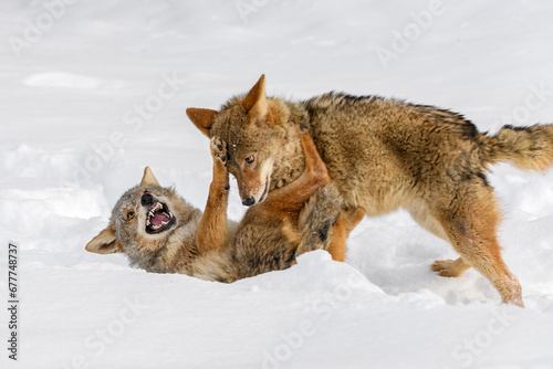Coyote (Canis latrans) Snarls and Paws at Packmate Winter © geoffkuchera