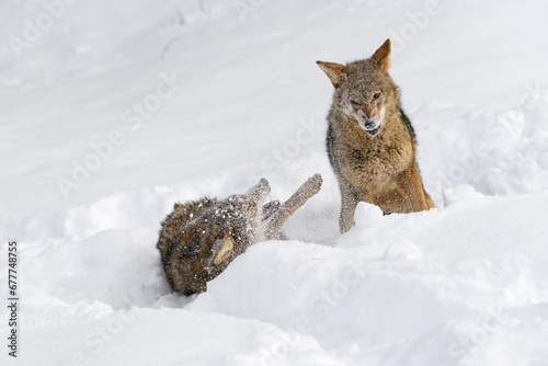 Obraz na płótnie Coyotes (Canis latrans) Kick up Snow During Conflict Winter w salonie