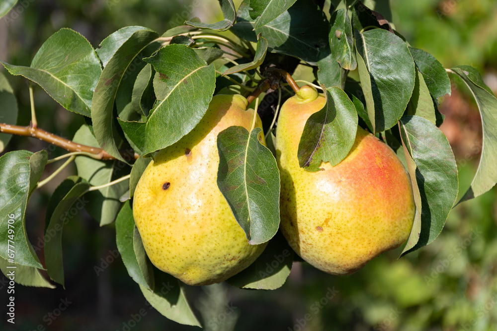 Two pear fruits on branch in tree. Orchard background Two pear fruits on branch in tree. Orchard background