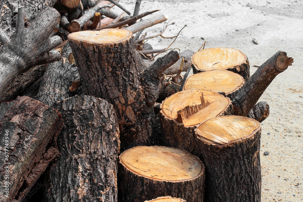 tree stump, Log trunks pile, the logging timber forest industry tree stump, Log trunks pile, the logging timber forest industry