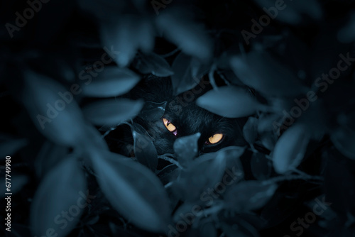A black cat hides in the bushes at night and stares at the camera with orange eyes. photo