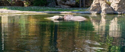 The amphibious hippopotamus is in the water