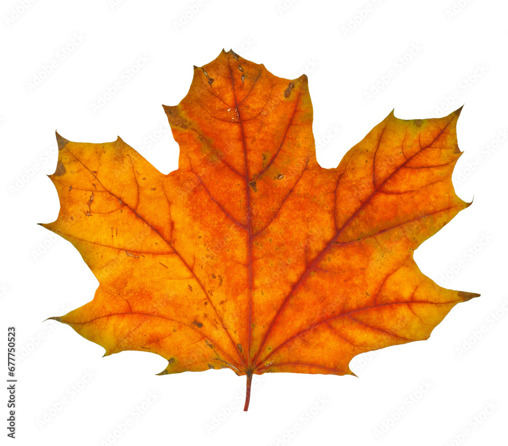Autumn maple branch with leaves isolated on background Autumn maple branch with leaves isolated on background