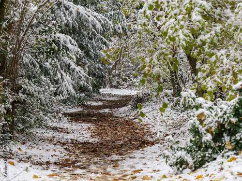 Path through Croham Hurst in Winter photo