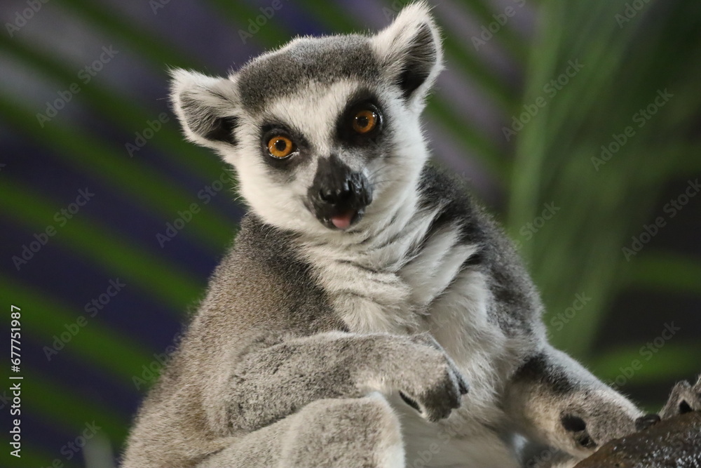 La mirada de un Lemur 