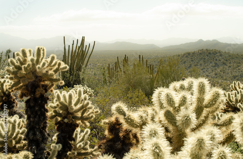 Desert Cacti Flourish in Southwest Arizona photo