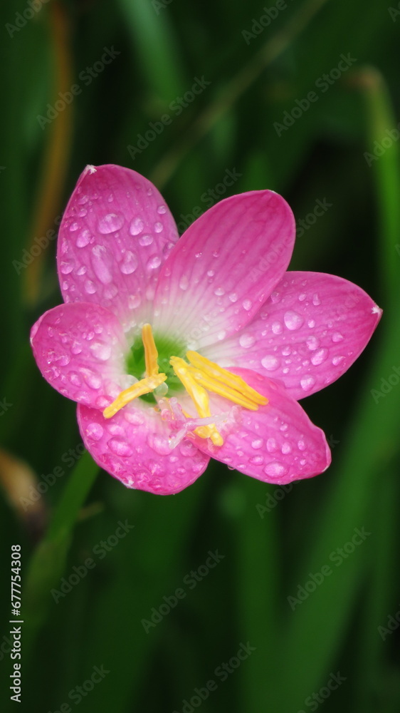 Blossoming Pink Flower With Rain Droplets Close-Up Blossoming Pink Flower With Rain Droplets Close-Up