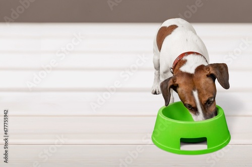 Domestic dog eating from the bowl at home.
