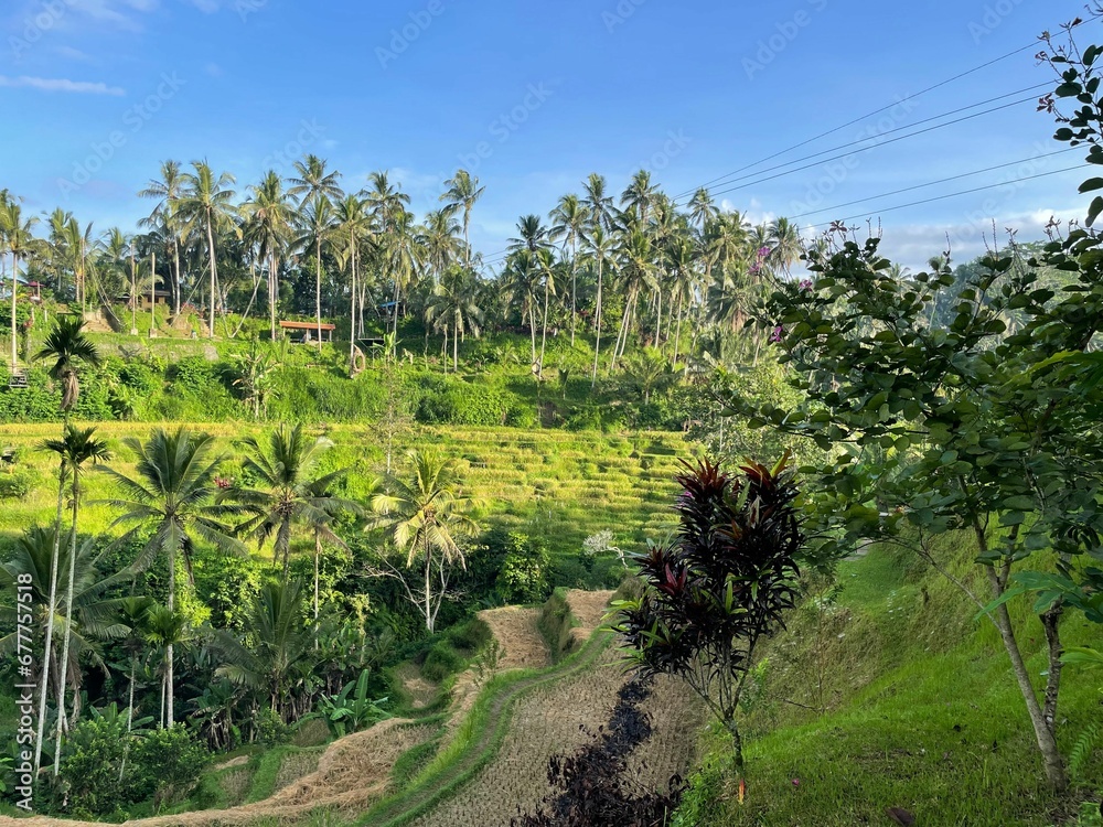 Landscape view of the Tegallalang Rice Fields in Bali, Indonesia with green fields