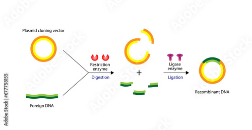 Plasmid. DNA fragment is inserted into a plasmid vector, resulting in Recombinant DNA. Gene cloning, Molecular biology, recombinant subunit vaccines. Vector illustration. photo