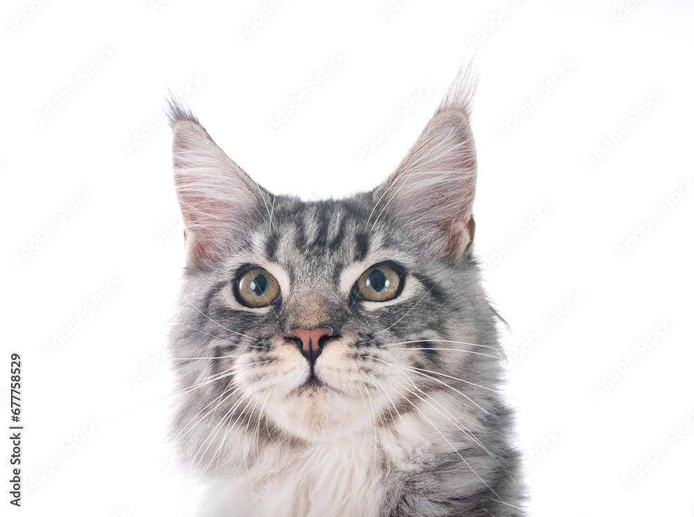 maine coon kitten maine coon kitten