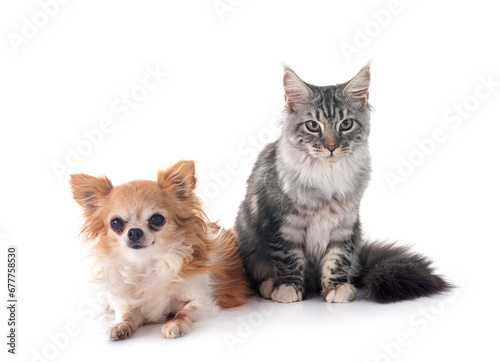 Fototapeta Naklejka Na Ścianę i Meble -  maine coon kitten and chihuahua
