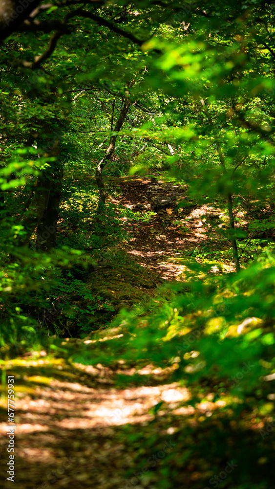 Obraz premium Road with broken trees over the forest