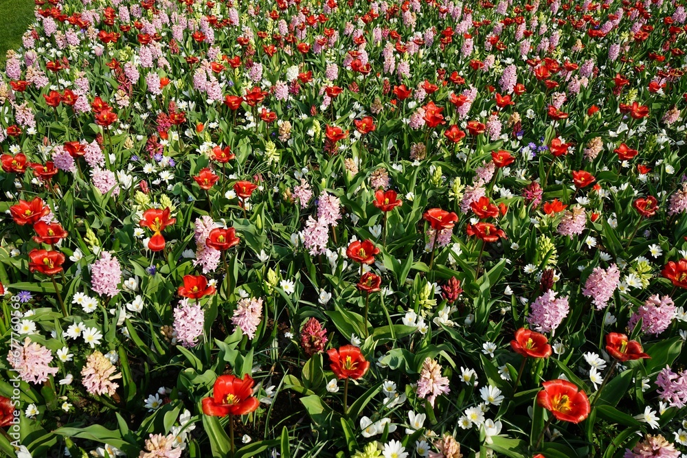 schoene bunte Blumenwiese