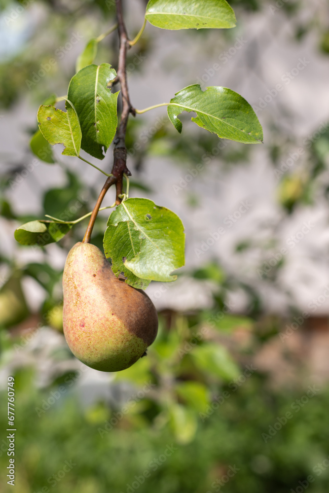 Rotten pear on the tree in the garden. Selective focus. Rotten pear on the tree in the garden. Selective focus.
