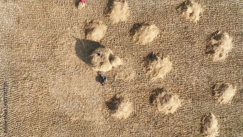 Group of Balinese farmers work at rice field, manually harvesting field, top-down aerial shot. They use sickle to cut cereals, then lash sheaf to separate grain. Old methods of harvest at bangladesh photo