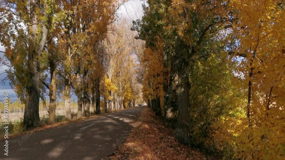 Bonita carretera entre árboles otoñales y coche que pasa
Bonita carretera entre árboles otoñales y coche que pasa