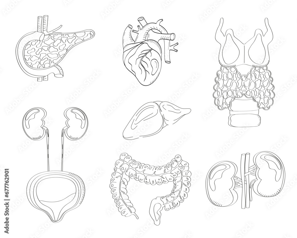 Human internal organs vector in doodle style. Pancreas, heart, intestine, thyroid are isolated on white background in sketch style.