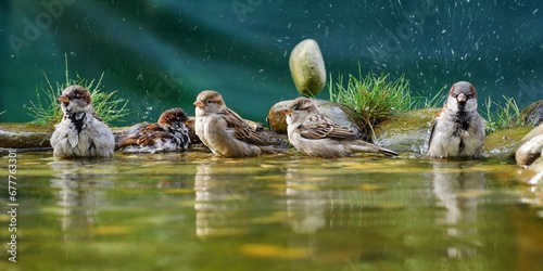 Five house sparrows are bathing. They spray water. Czechia.