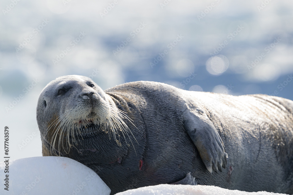 Obraz premium Bearded seal (Erignathus barbatus), Svalbard, Norway
