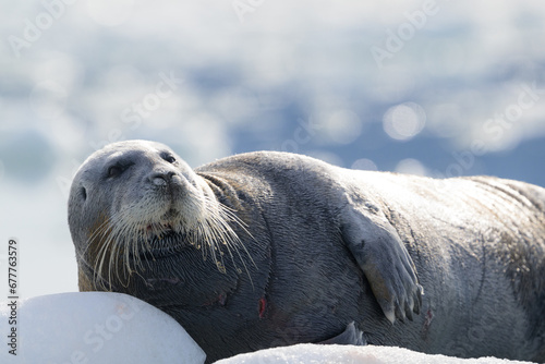 Bearded seal  Erignathus barbatus   Svalbard  Norway