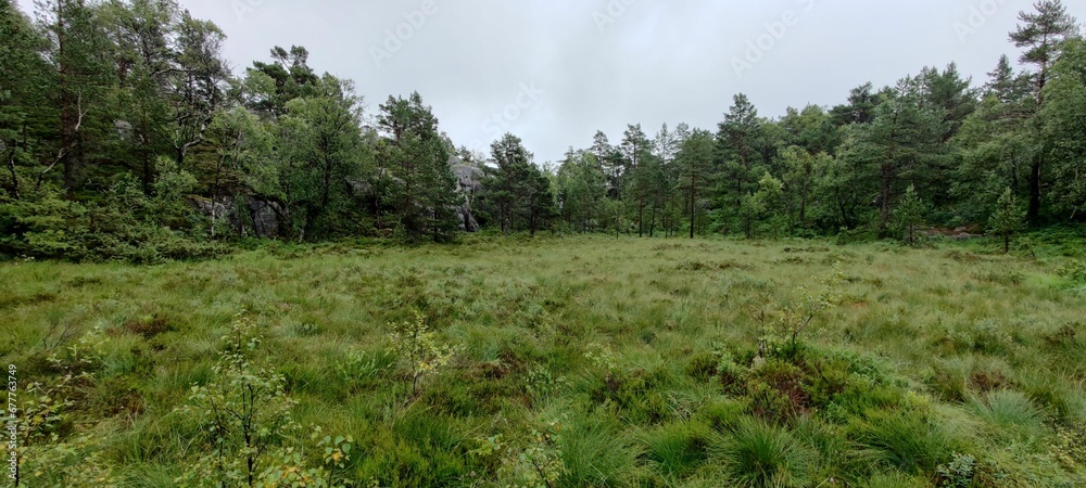 Beautiful forest in Norway