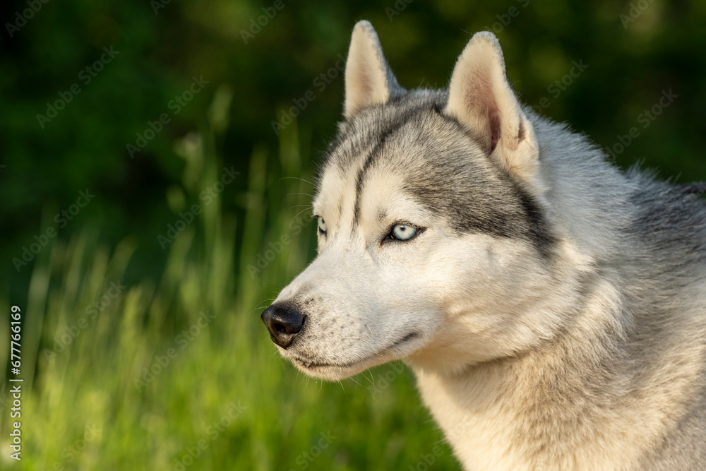 Close-up of calm husky dog's face with blue eyes with white and black furry coat. Beautiful Siberian Husky dog with blue eyes in the forest. 