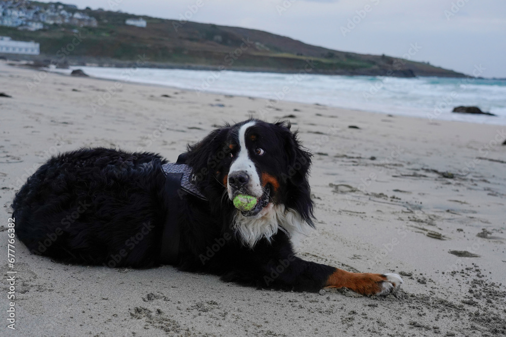 Bernese Mountain Dog on the beach with the tennis ball in his mouth Bernese Mountain Dog on the beach with the tennis ball in his mouth