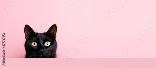 funny black cat peeping from behind a vibrant pink  block, horizontal wallpaper, large copy space for text.  photo