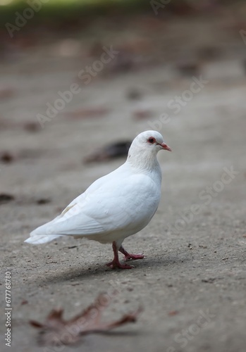 Pigeon blanc